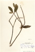 藏品(顯脈茵芋)的圖片